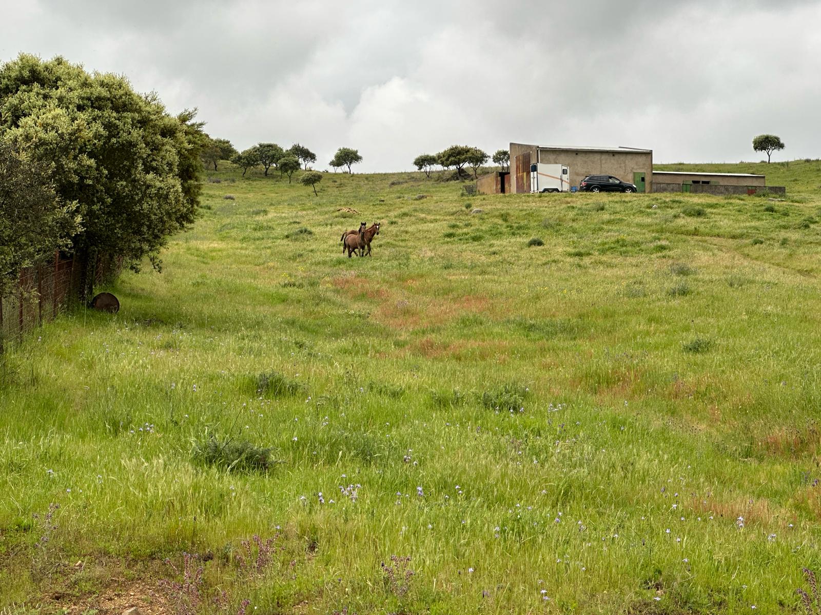 Caballo en las instalaciones